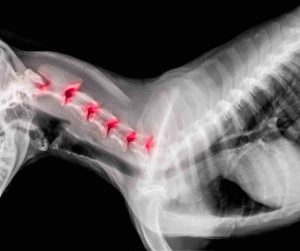 radio d'implants intervertébraux sur un chien